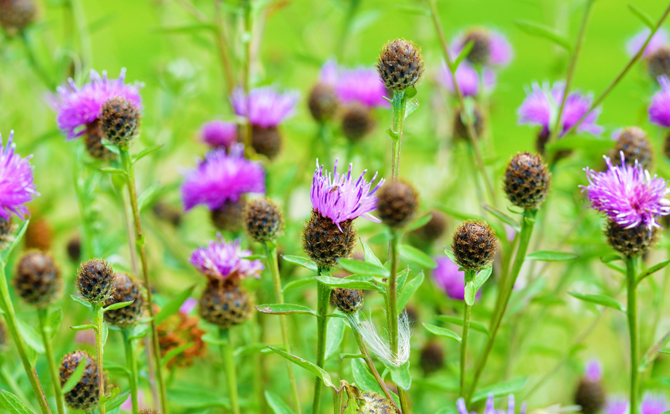 With our specialist expertise in farm ecology and conservation, the Cheffins Rural Professionals Team is well-placed to help you maximise your environmental credentials.